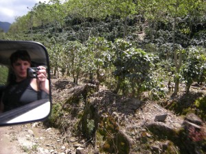 coffee plantation